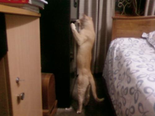 Stretch kitty stretch - wow. Look at the height he've got.