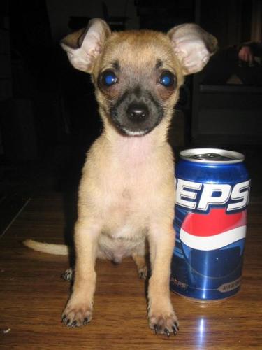 Chewy - He could do a pepsi commercial!