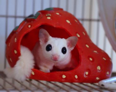 Kia - This is a leucistic sugar glider and one of our pets.