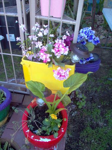 Another Toilet Planter - Recycled toilet outside Mother in Law Lounge.