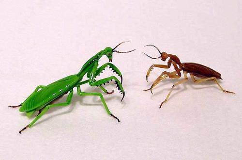 Praying mantis glass ornaments - a male and female parying matis meet