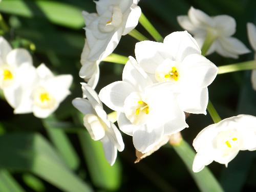 scented wildflower bulb - not sure on the proper name of this flower but it smells really good and i dug it up from the side of the road last year and now they are alot of them. easy to grow