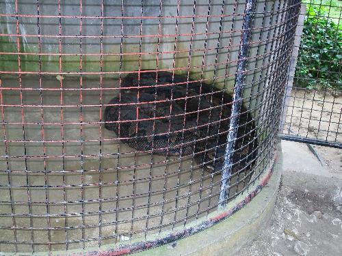 Prony - Biggest and largest in captivity