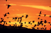 Birds - Snow Geese Flying at Sunset