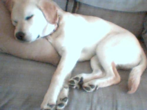 my puppy - He is sleeping on the couch, how cute!! ^_^