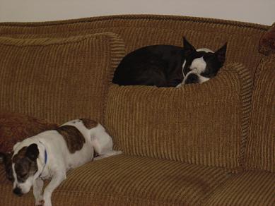 Couch Potatos - Gus my Boston Terrier and Cookie my Rat Terrier relaxing on the couch that they think they own.