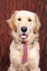 Golden Retriever - What a handsome hunk!