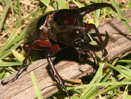 A giant Atlas beetle - a close up pohoto of an Atlas beetle