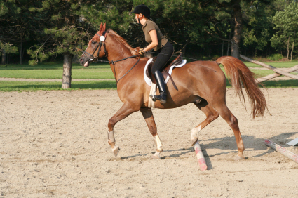 horse riding - Horse