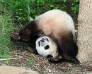 panda on its back - "why is the world all upside down?"