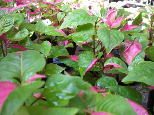 name the plant please - This is the photo of the plant I like and I want to know its name. Please help me name the plant.