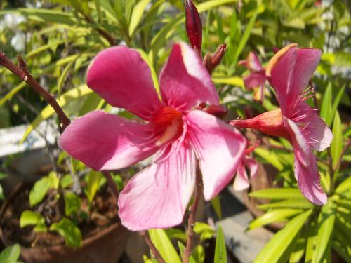 flower - beauty of flowers!!