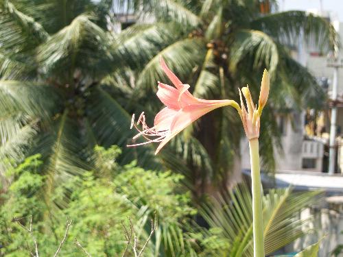 flower - beauty of flowers!