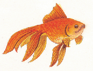 gold fish - gold fish as a pet gold fish - gold fish as a pet