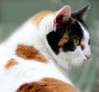 Calico cats are cats consisting of three colors - Calico