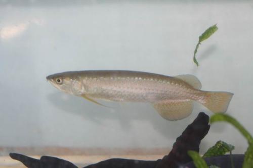 Austrailian Gold Arowana - Austrailian Gold Arowana ready to hunt