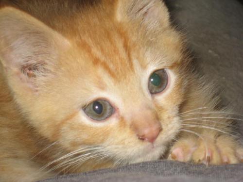My kitten - This is my kitten we call King Tut. He loves to sit on people's shoulder.