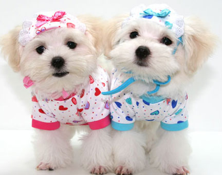 clothes - dog clothes
