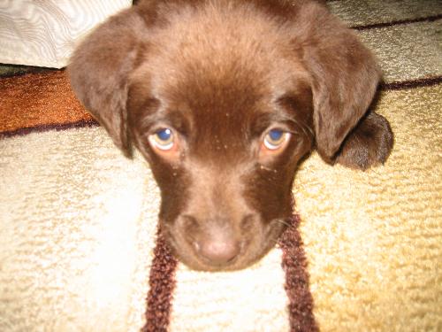 Bailey - A snapshot of my new pup, Bailey! She is a 10 week old chocolate lab.