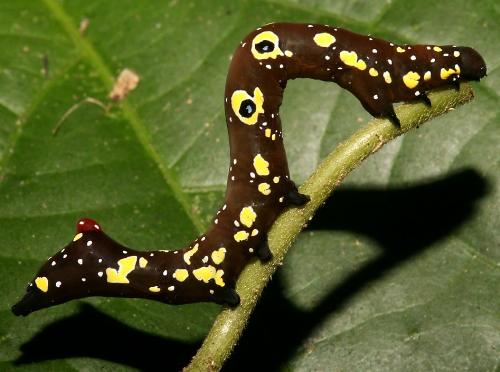 Sulawesi Prominent Caterpillar - a Sulawesi Caterpillar on a leaf