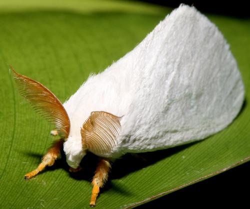 White Sulawesi moth - it almost looks like a mouse heh