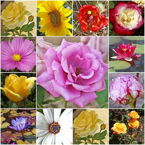 Flowers - Flowers I took pictures of and put together. Have a nice day.
