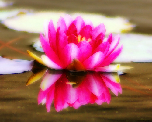 Water Lilly - I love water lillies;-)