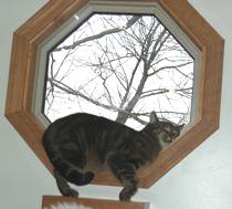 Wish We Could Sleep This Easy - Cats can just about sleep anywhere. We wish we could sleep so easy. Where do your cats like to sleep?