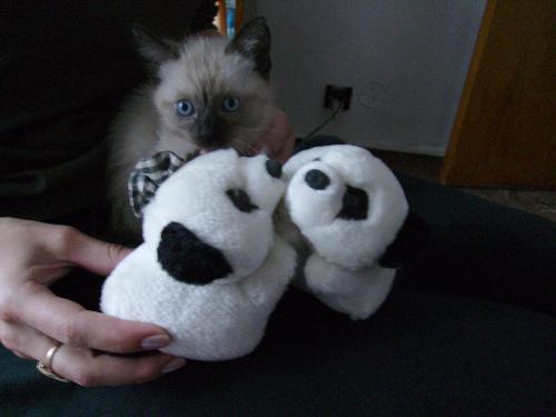The 2 Panda's and the kitten again - This is a picture consisting of my neighbors legacy again, but this time the kitten is paying attention to what i am saying (thou shall spank thy panda ;) ).