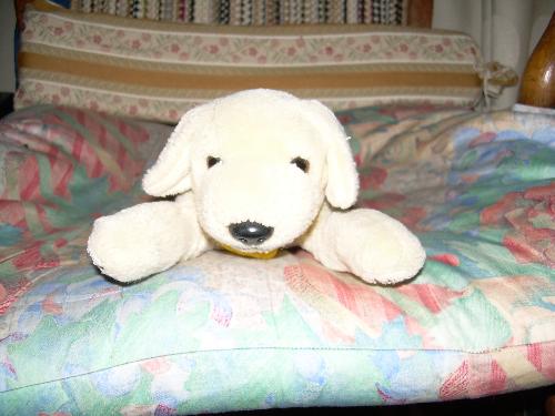Andrex puppy - soft toy - A photo of my Andrex puppy. He is a soft toy that I take to bed with me.