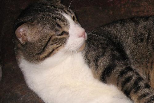 Booboo, Cookie's brother - can't find a pix of Cookie :(
