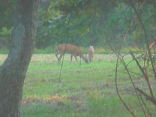 Deer Family - We took this picture while leaving a camp ground.