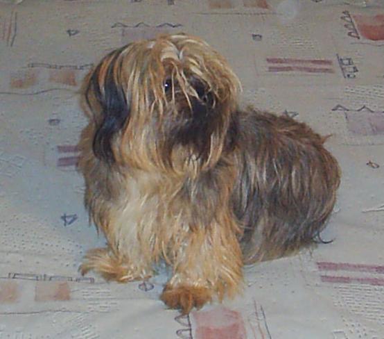 puppy - this is my puppy