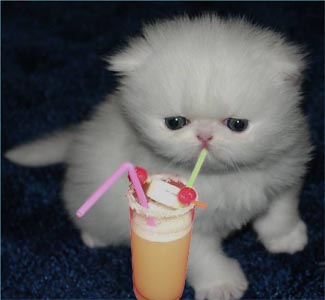 kitten - cocktail kittens