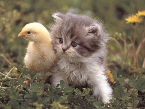 kittens - nice pair