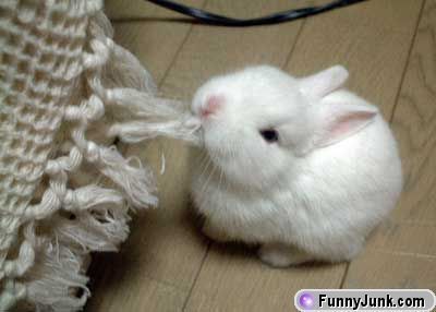 rabbits - funny rabbits