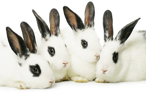 rabbits - little funny cute rabbits