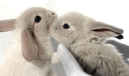 rabbits - nice pair