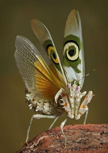 weird looking insect - a really weird looking bug