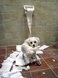 toilet paper puppy - I hate when this happens!