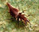 a scary looking bug - this guy looks kinda scary