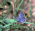 a blue butterfly - a photograph of a pretty butterfly