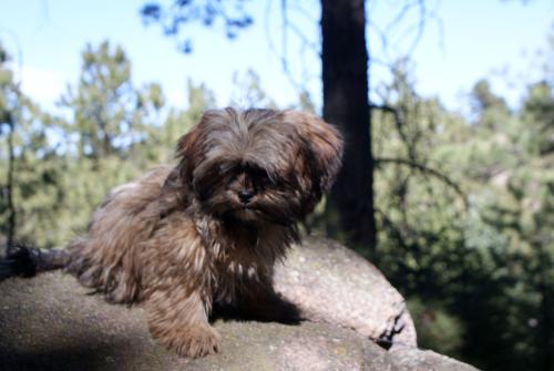 wildness gizzy - This is my dog at lookout mountain in colorado