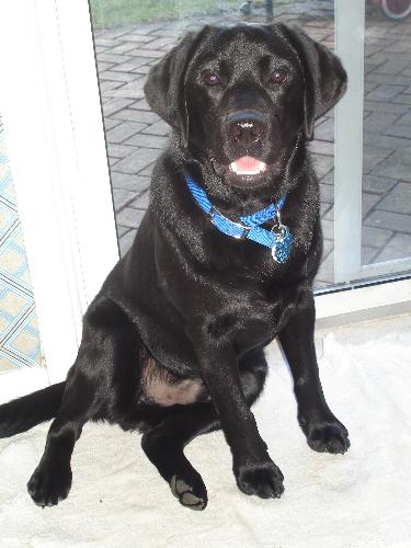 Marley-2 Years - Marley - 2 Years Old