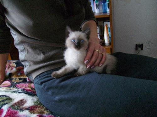 Pom Pom - my neighbor's new kitty - Pom Pom - my neighbor's new kitty is just about 1 month and 3 weeks old, being born on 1st of February. Pom Pom - my neighbor's new kitty - Pom Pom - my neighbor's new kitty is just about 1 month and 3 weeks old, being born on 1st of February.