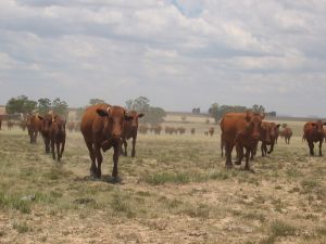 Stampede !!! - a stampede of cattle nearly killed me. Stampede !!! - a stampede of cattle nearly killed me.