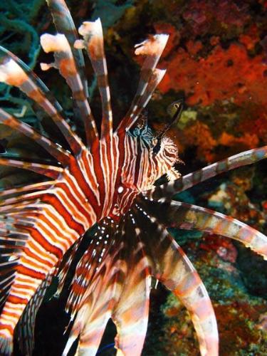Capitancillo sea creature underwater - image taken at Capitancillo Bogo City, Cebu, PHilippines