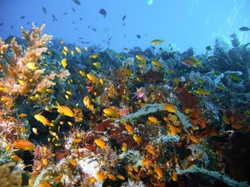 Nice underwater image at capitancillo - wow nice this photo..,, image taken at Capitancillo Bogo City.,, again heheh