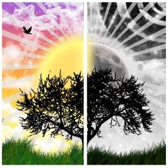 Peace Tree - Love this Picture.. :)