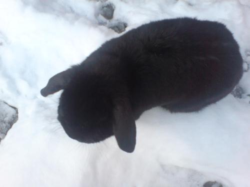 Black Rabbit in the Snow - Camera angle looking down on a black rabbit in white snow.